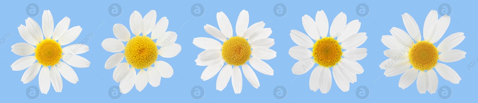 Image of Many beautiful chamomile flowers on light blue background, set