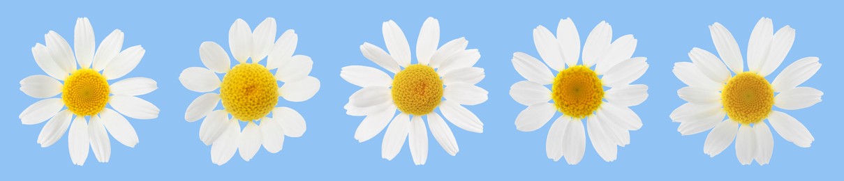 Many beautiful chamomile flowers on light blue background, set