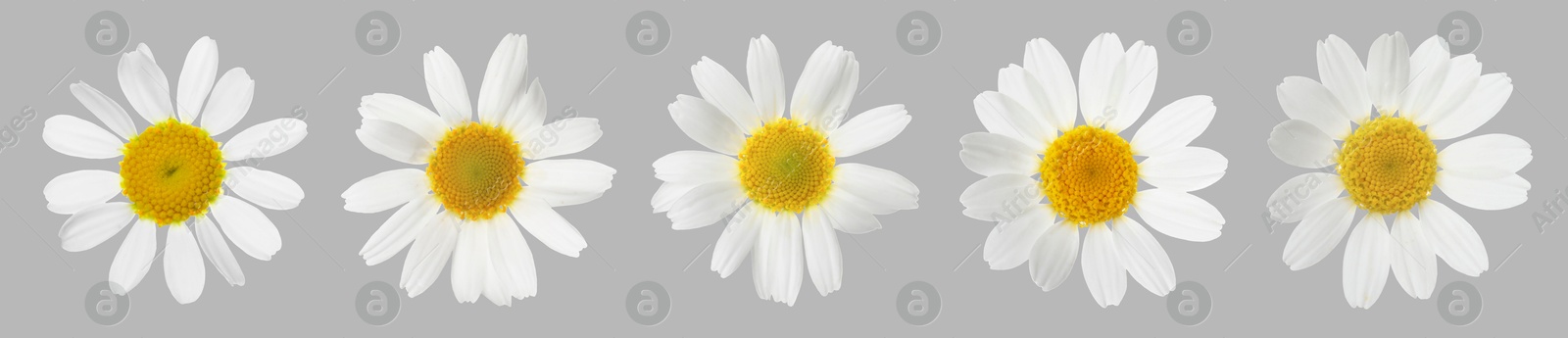 Image of Many beautiful chamomile flowers on grey background, set