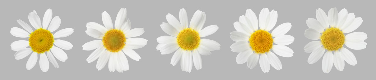 Many beautiful chamomile flowers on grey background, set