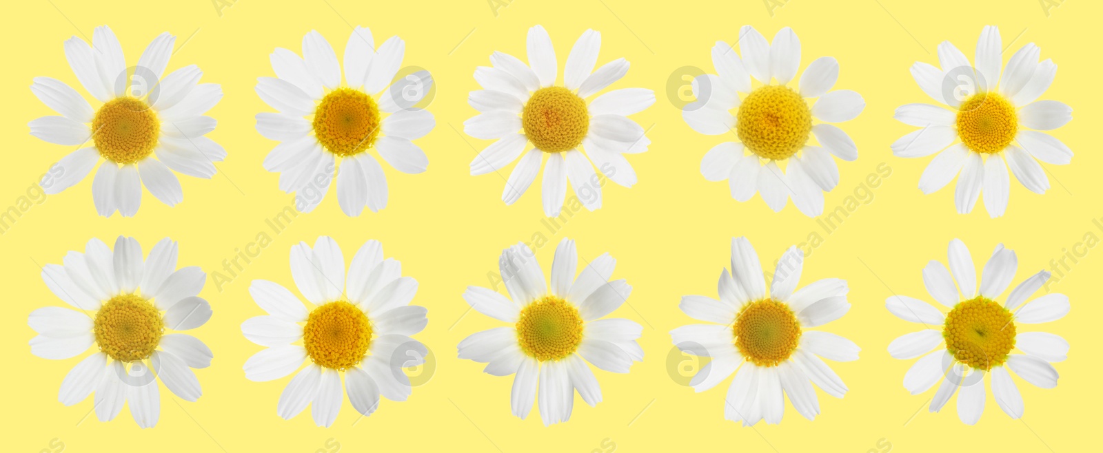 Image of Many beautiful chamomile flowers on yellow background, set