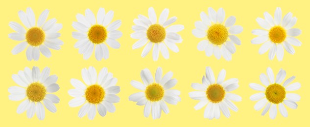 Many beautiful chamomile flowers on yellow background, set