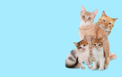 Image of Cute cats on light blue background, banner design with space for text. Lovely pet