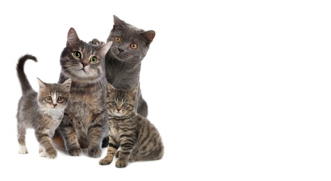 Image of Cute cats on white background, banner design with space for text. Lovely pet