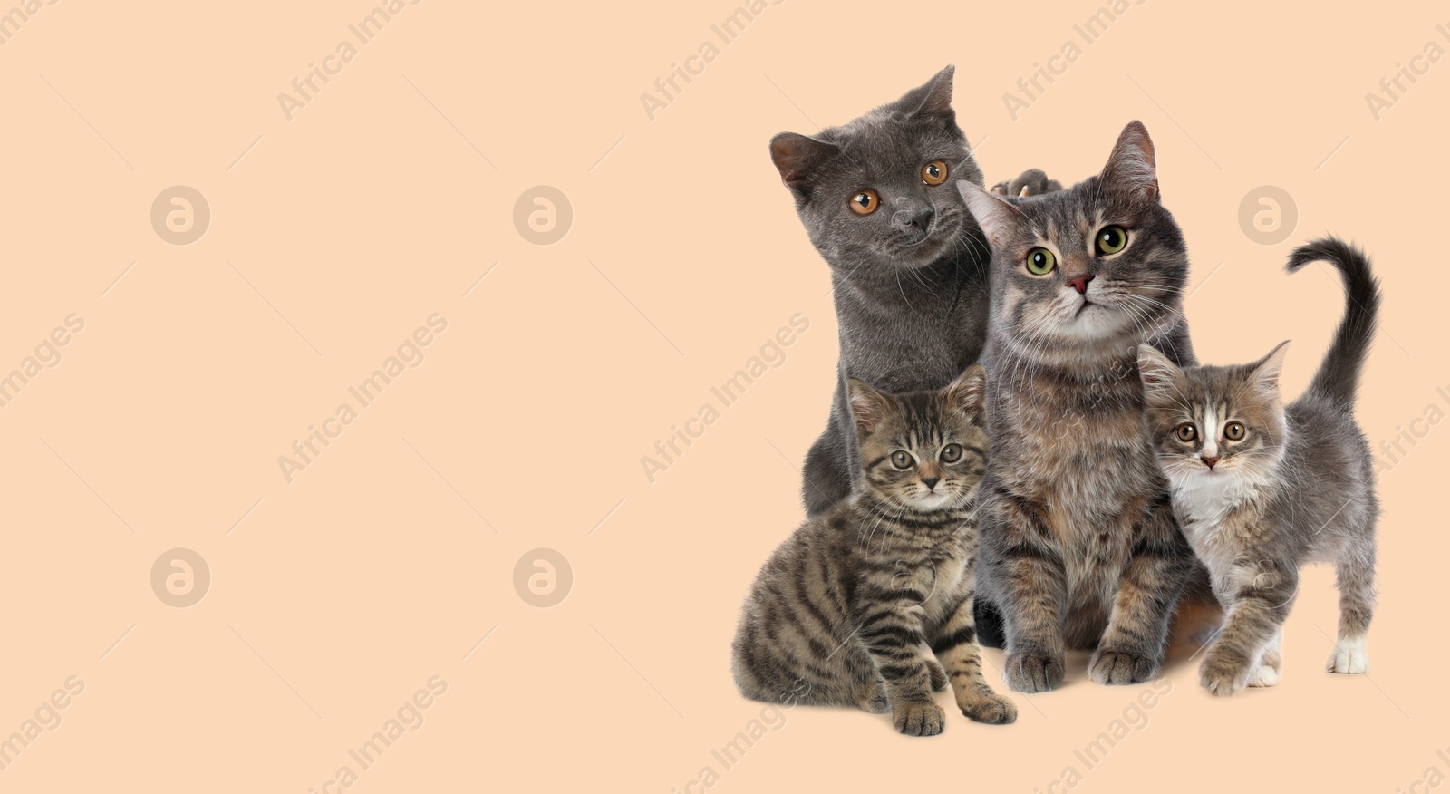 Image of Cute cats on beige background, banner design with space for text. Lovely pet