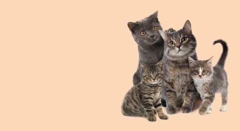 Image of Cute cats on beige background, banner design with space for text. Lovely pet