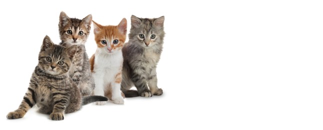 Image of Cute cats on white background, banner design with space for text. Lovely pet