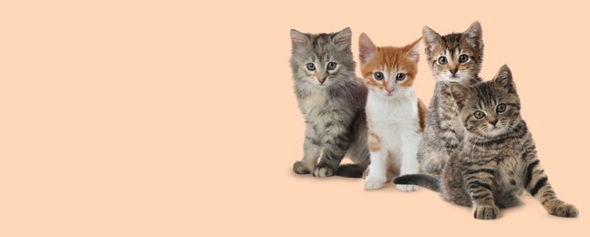 Image of Cute cats on beige background, banner design with space for text. Lovely pet