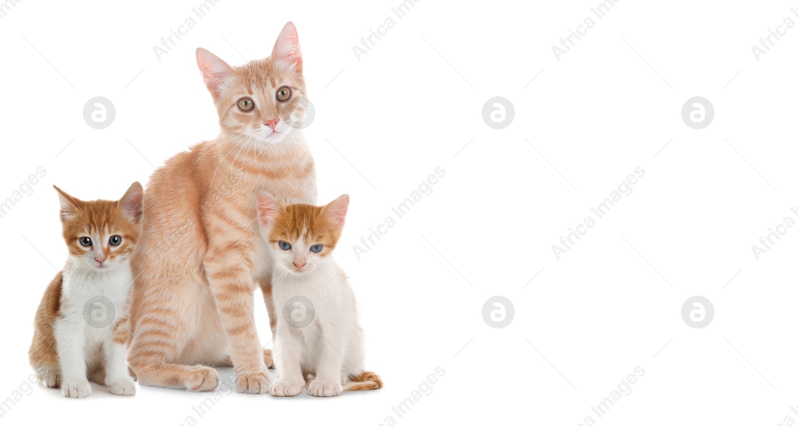 Image of Cute cats on white background, banner design with space for text. Lovely pet