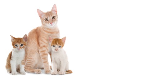 Image of Cute cats on white background, banner design with space for text. Lovely pet