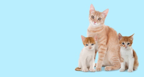 Image of Cute cats on light blue background, banner design with space for text. Lovely pet