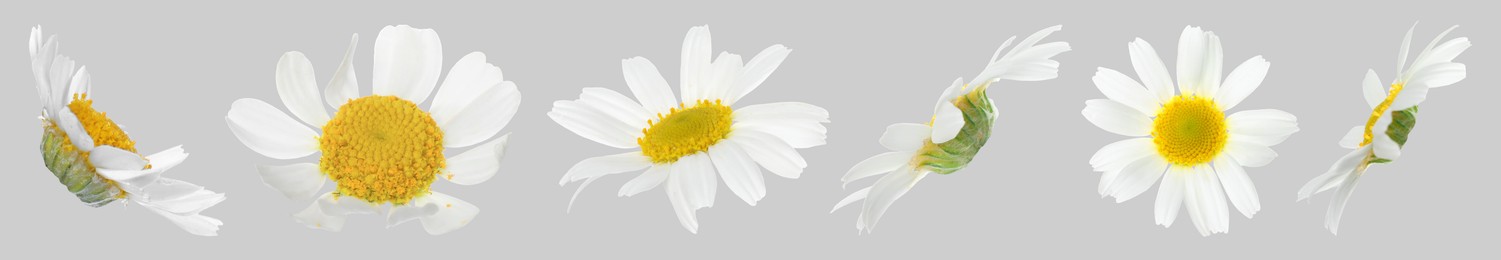 Many beautiful chamomile flowers on light grey background, set