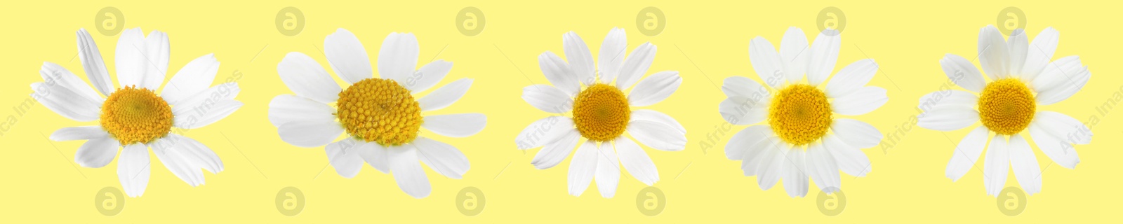 Image of Many beautiful chamomile flowers on yellow background, set