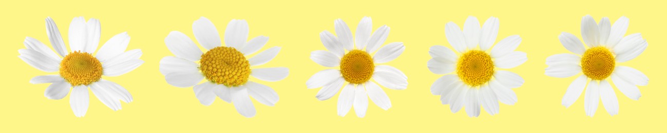 Many beautiful chamomile flowers on yellow background, set