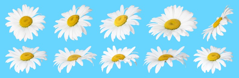 Many beautiful chamomile flowers on light blue background, set