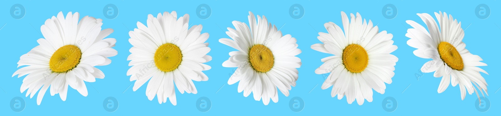 Image of Many beautiful chamomile flowers on light blue background, set