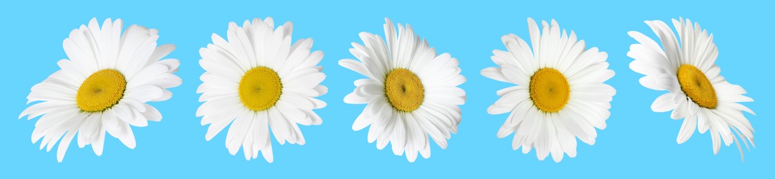 Many beautiful chamomile flowers on light blue background, set