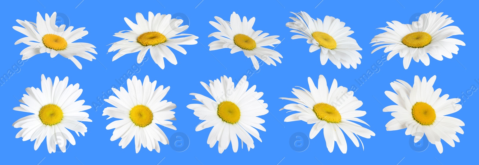 Image of Many beautiful chamomile flowers on blue background, set