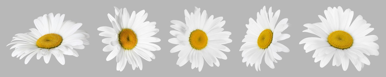 Image of Many beautiful chamomile flowers on grey background, set