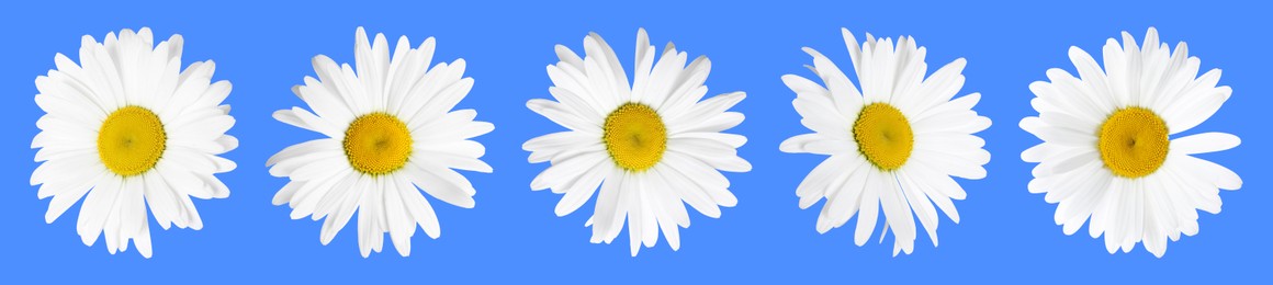 Image of Many beautiful chamomile flowers on blue background, set