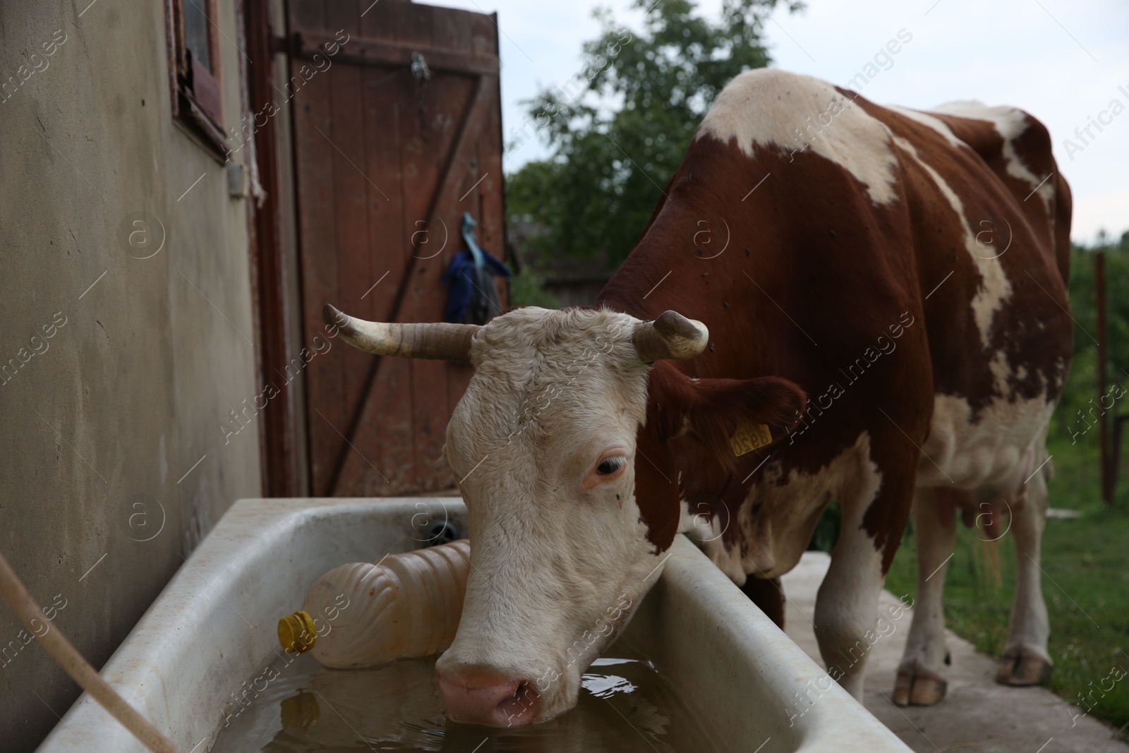 Photo of Beautiful cow drinking water from bathtub in farmyard