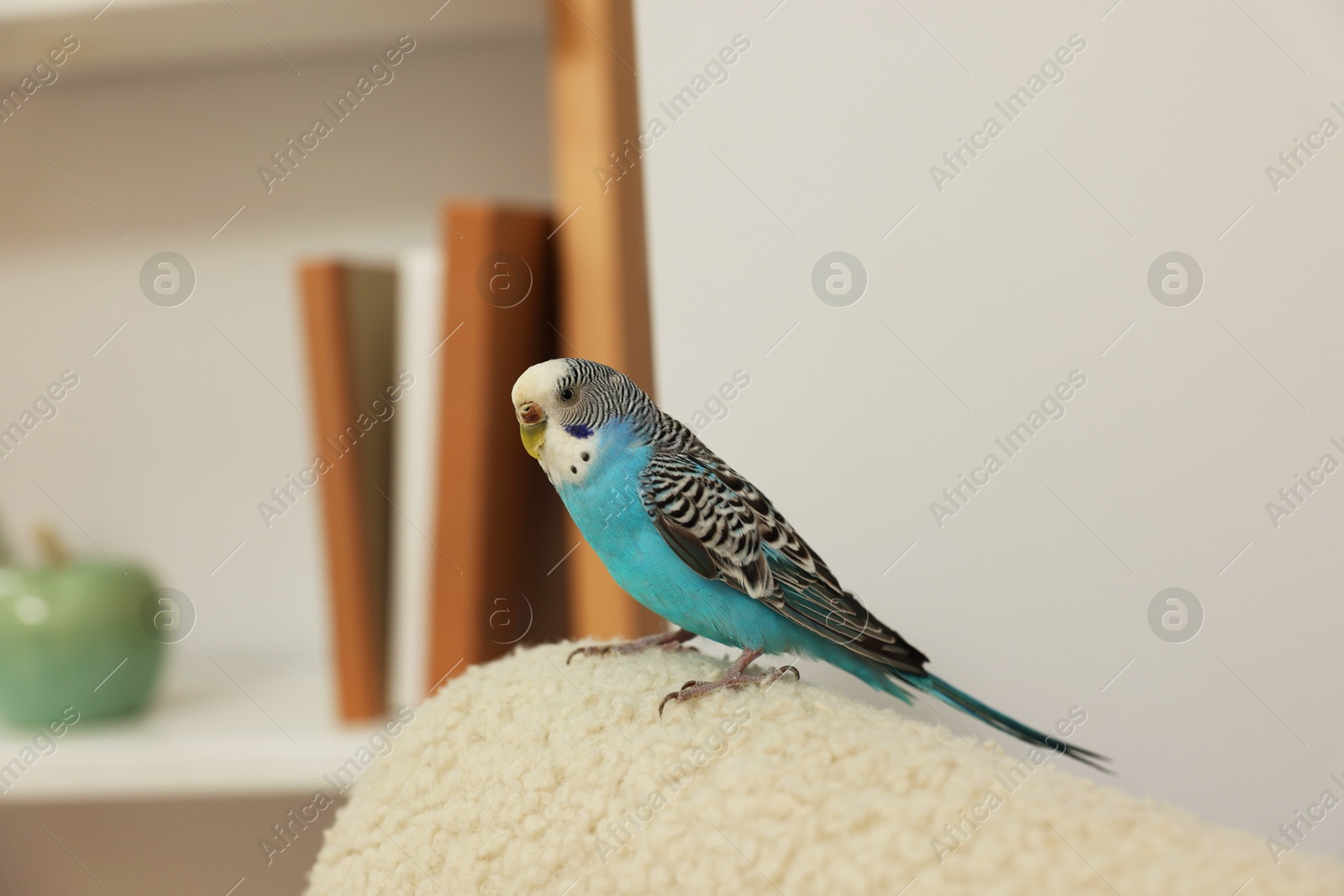 Photo of Pet parrot. Beautiful budgerigar sitting at home