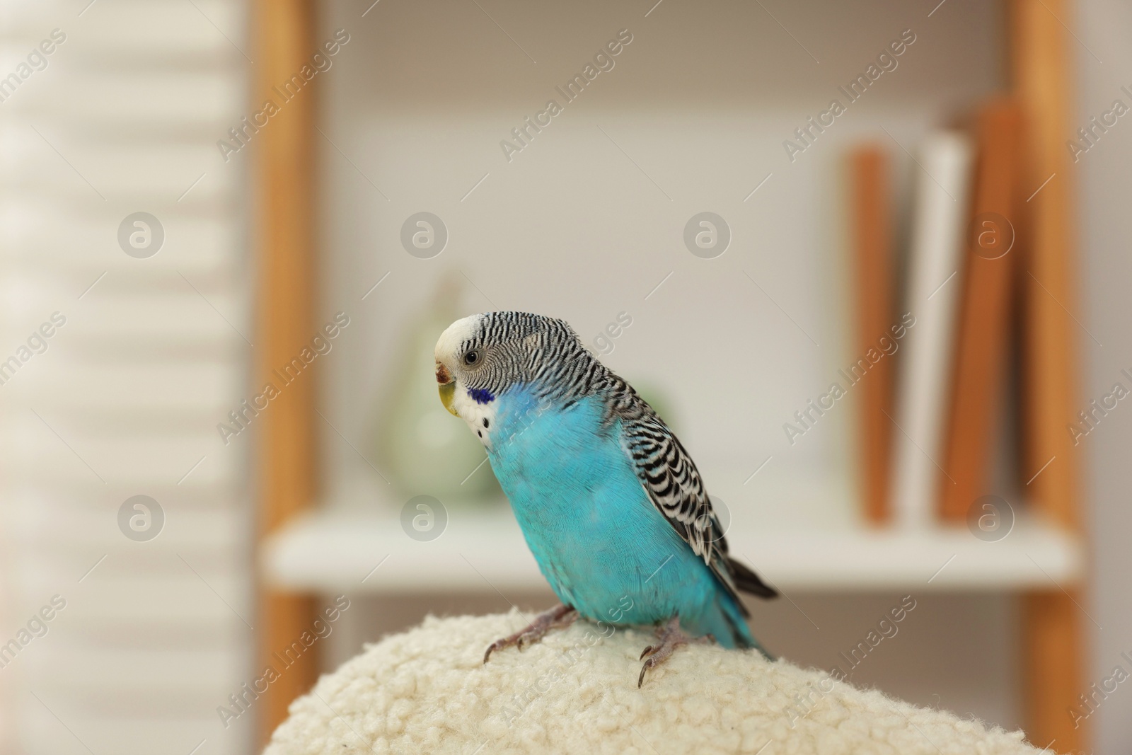 Photo of Pet parrot. Beautiful budgerigar sitting at home