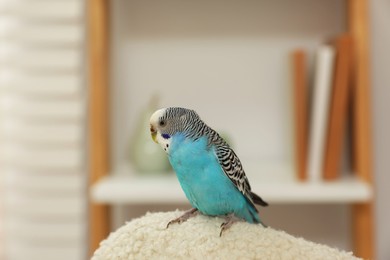 Photo of Pet parrot. Beautiful budgerigar sitting at home