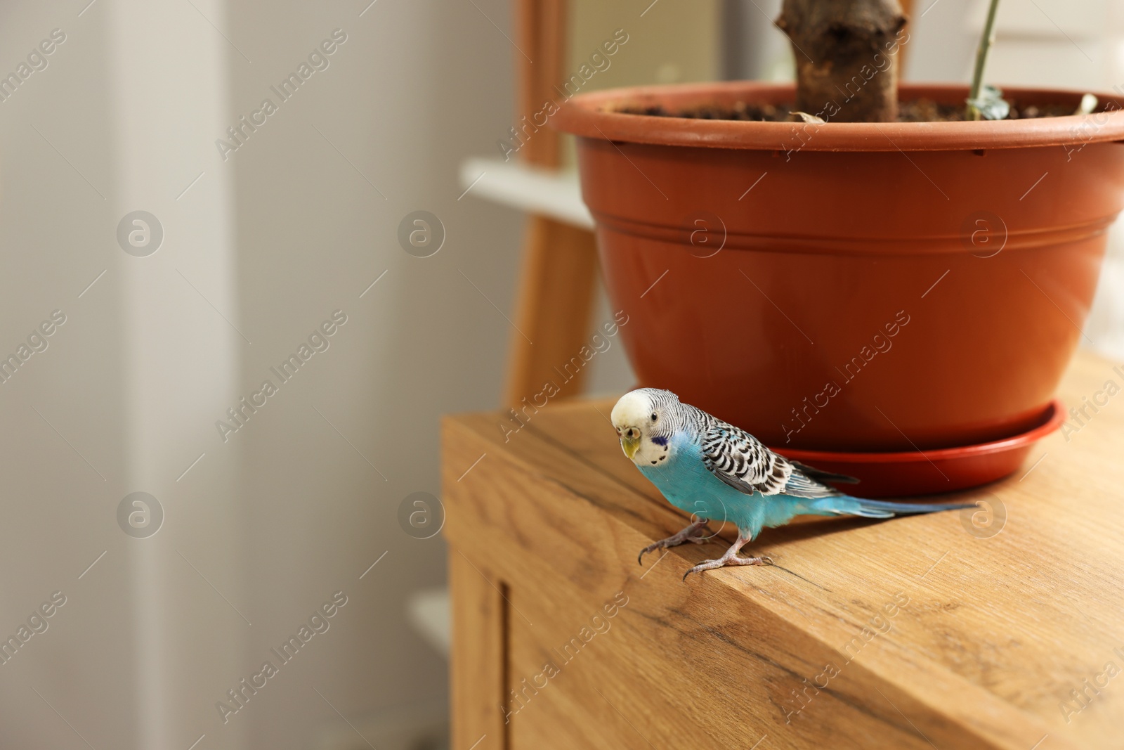 Photo of Pet parrot. Beautiful budgerigar sitting on chest of drawers at home, space for text