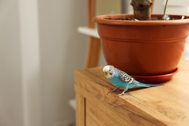 Pet parrot. Beautiful budgerigar sitting on chest of drawers at home, space for text