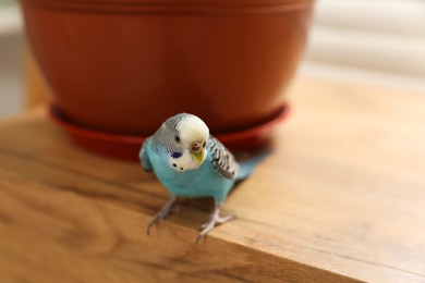 Photo of Pet parrot. Beautiful budgerigar sitting on chest of drawers at home