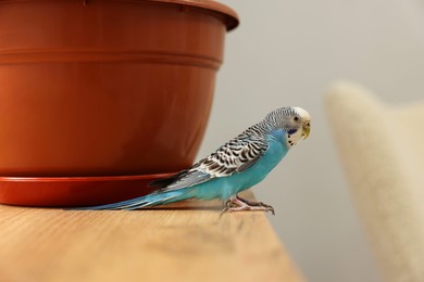 Photo of Pet parrot. Beautiful budgerigar sitting on wooden table at home