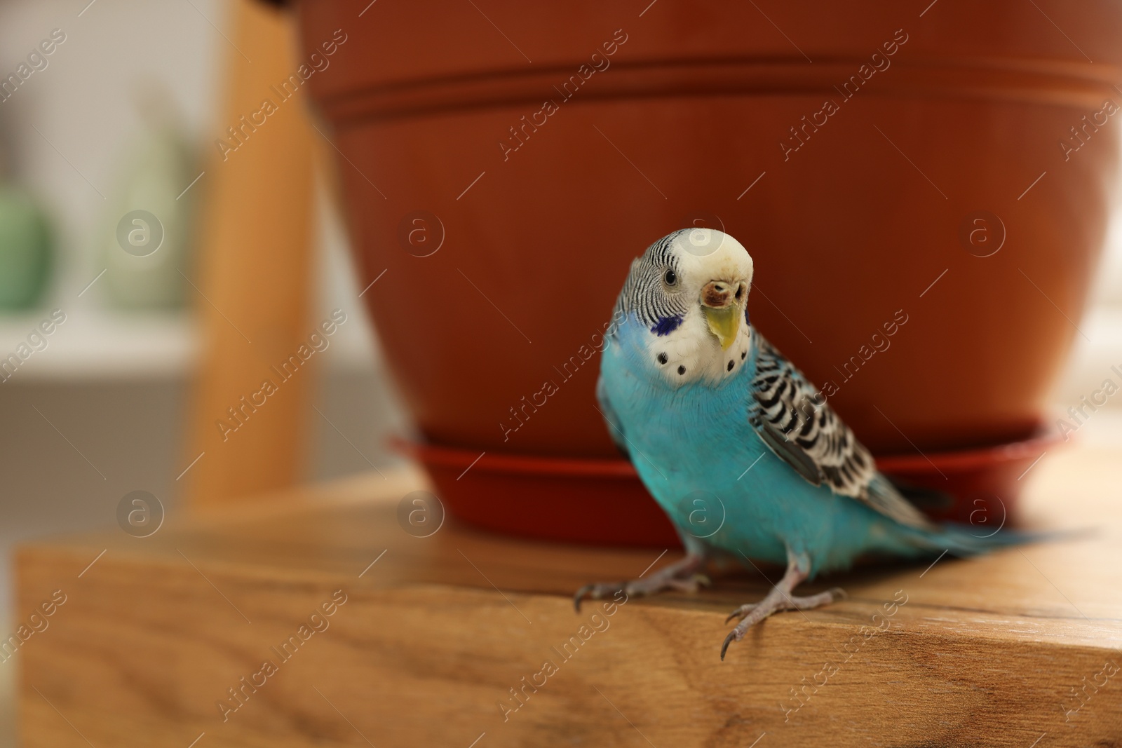 Photo of Pet parrot. Beautiful budgerigar sitting on wooden table at home