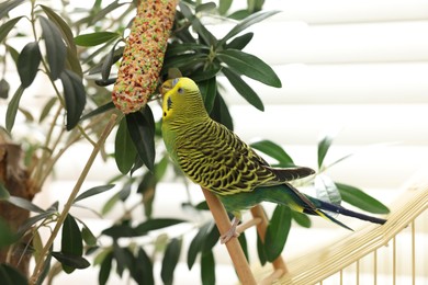 Photo of Pet parrot. Beautiful budgerigar on decorative ladder indoors