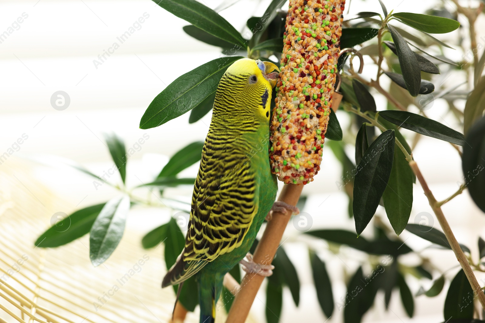 Photo of Pet parrot. Beautiful budgerigar eating bird treat on decorative ladder indoors