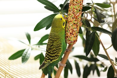 Photo of Pet parrot. Beautiful budgerigar eating bird treat on decorative ladder indoors