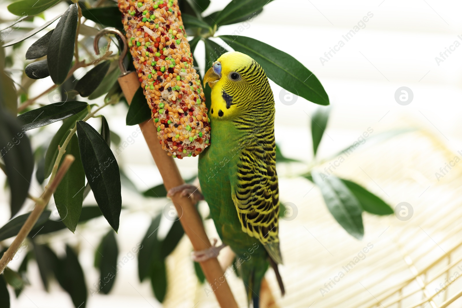 Photo of Pet parrot. Beautiful budgerigar on decorative ladder indoors