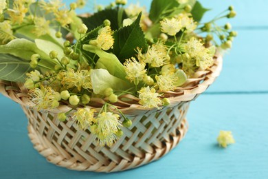 Fresh linden leaves and flowers in wicker basket on light blue wooden table, closeup