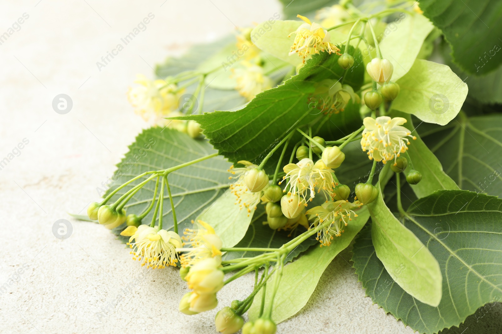 Photo of Fresh linden leaves and flowers on light grey table, closeup