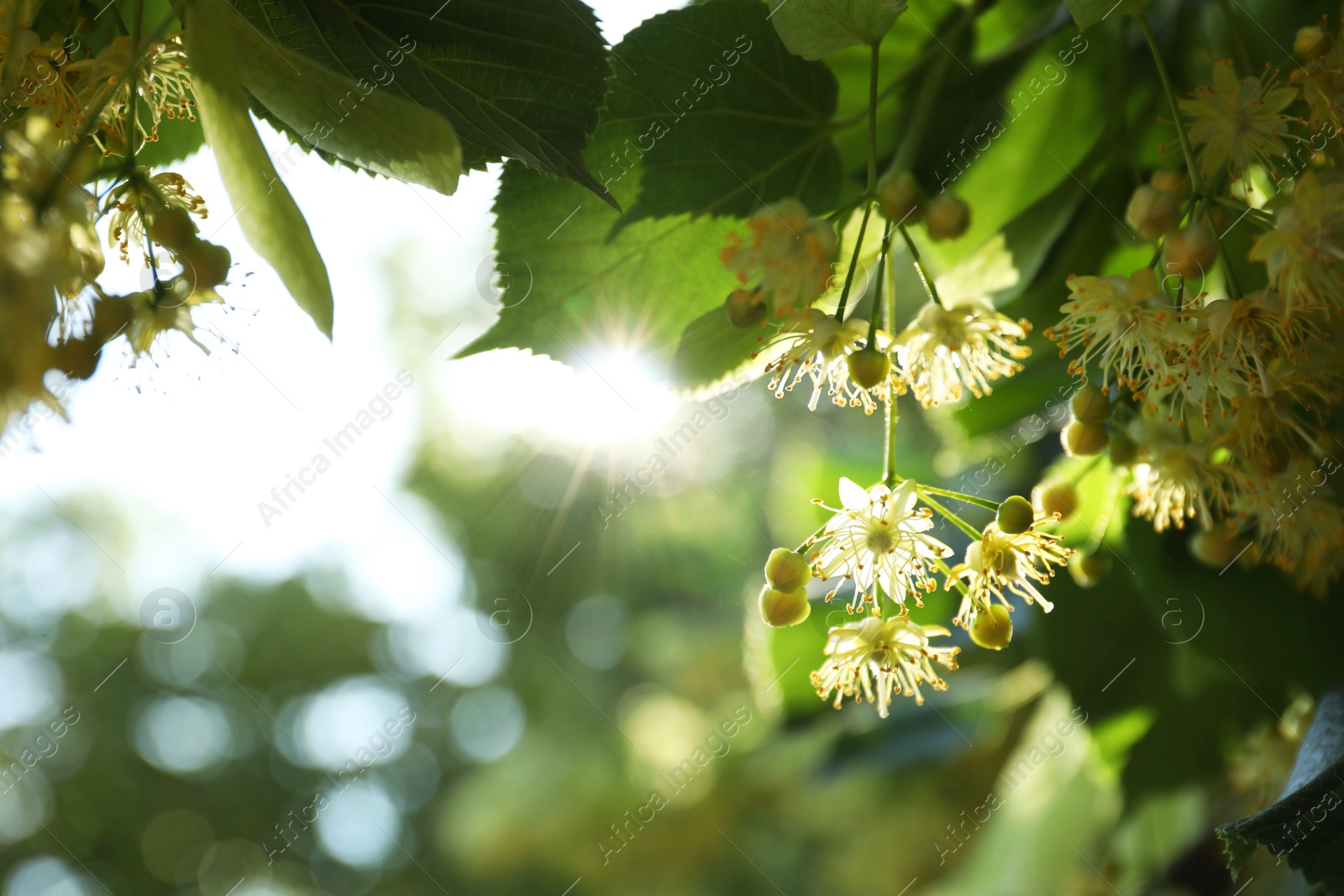 Photo of Beautiful linden tree with blossoms and green leaves outdoors, space for text