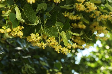 Photo of Beautiful linden tree with blossoms and green leaves outdoors