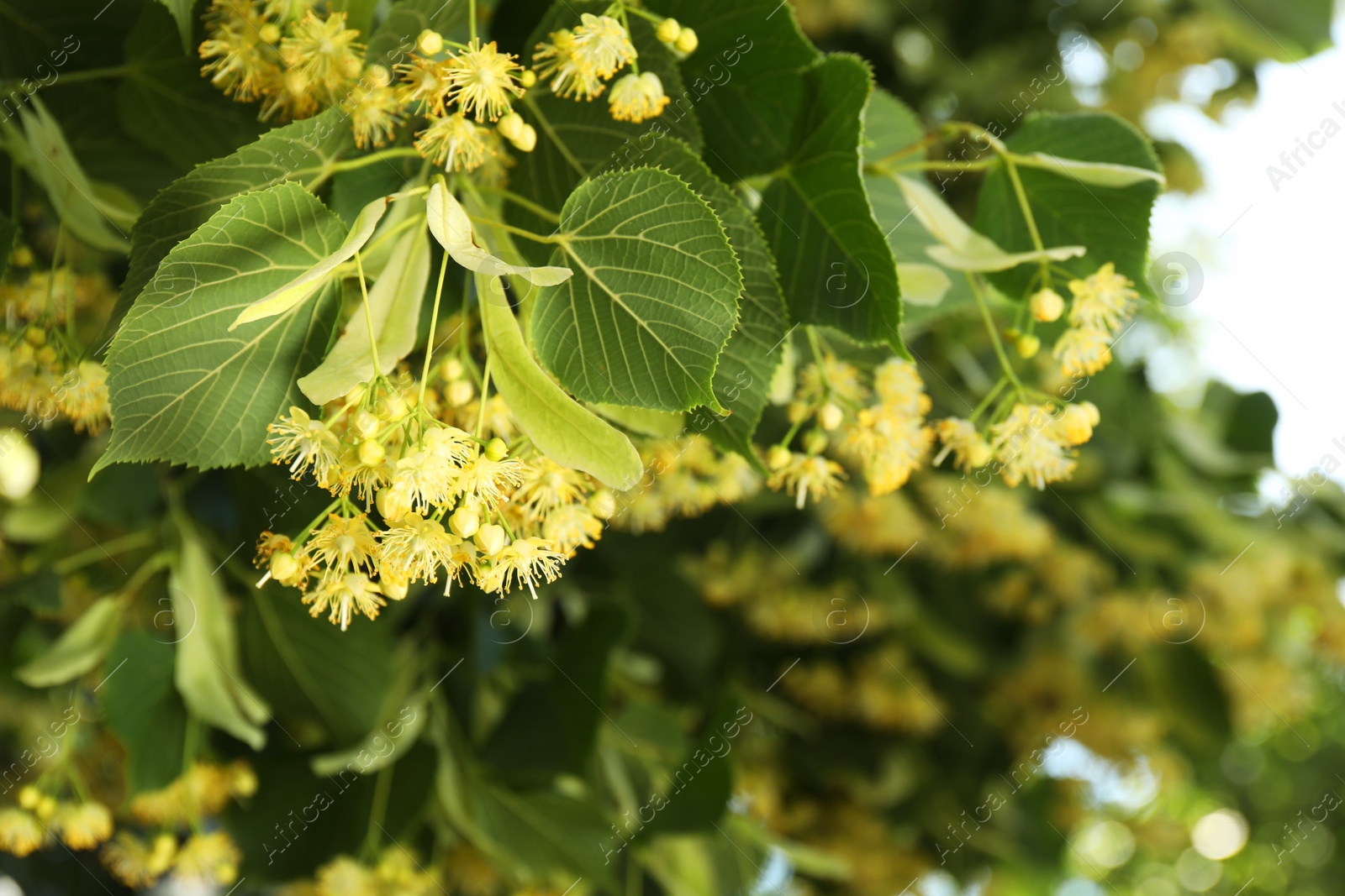 Photo of Beautiful linden tree with blossoms and green leaves outdoors