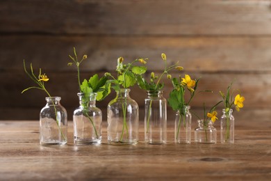 Celandine flowers in glass bottles on wooden table