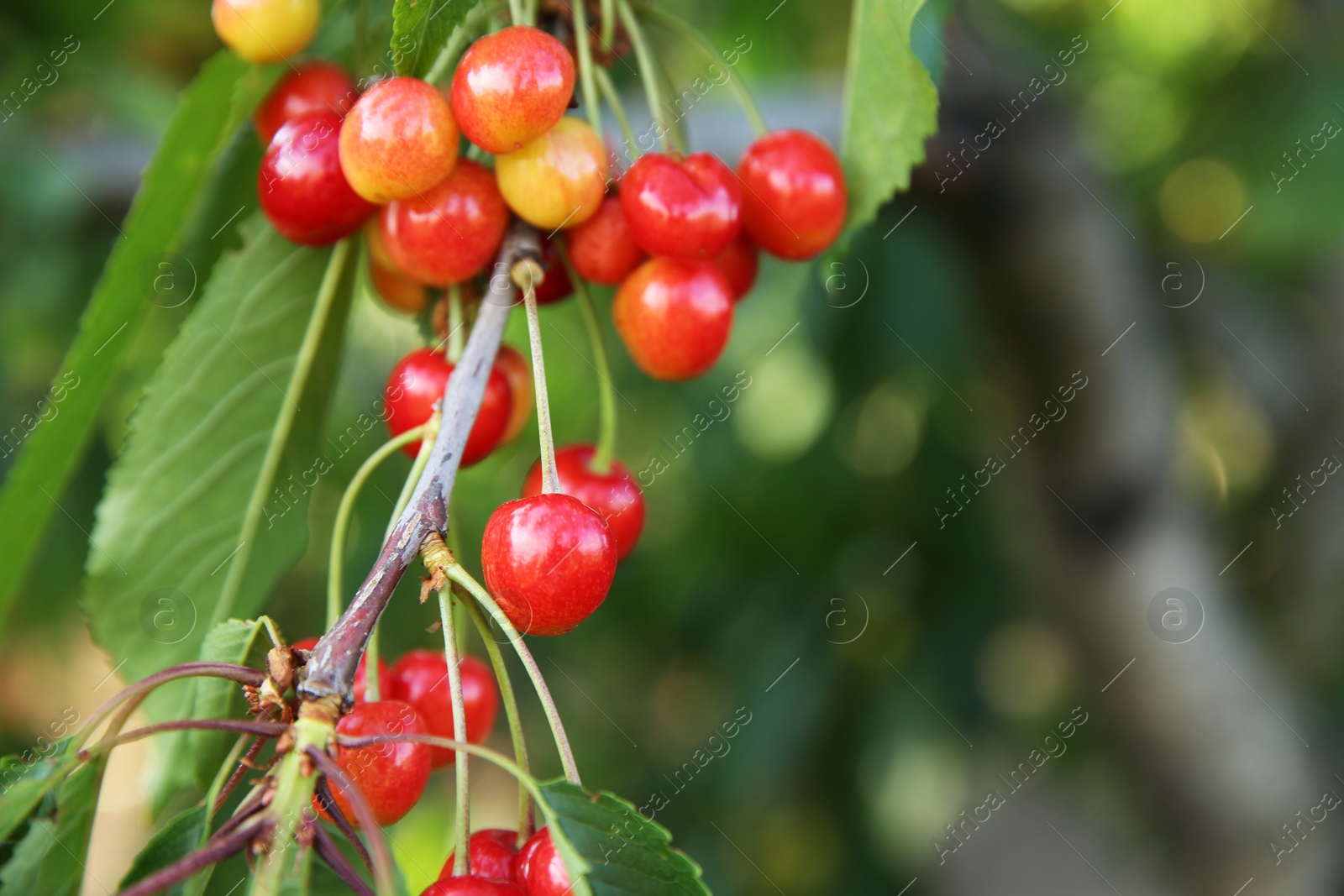 Photo of Cherry tree with green leaves and unripe berries growing outdoors, closeup. Space for text