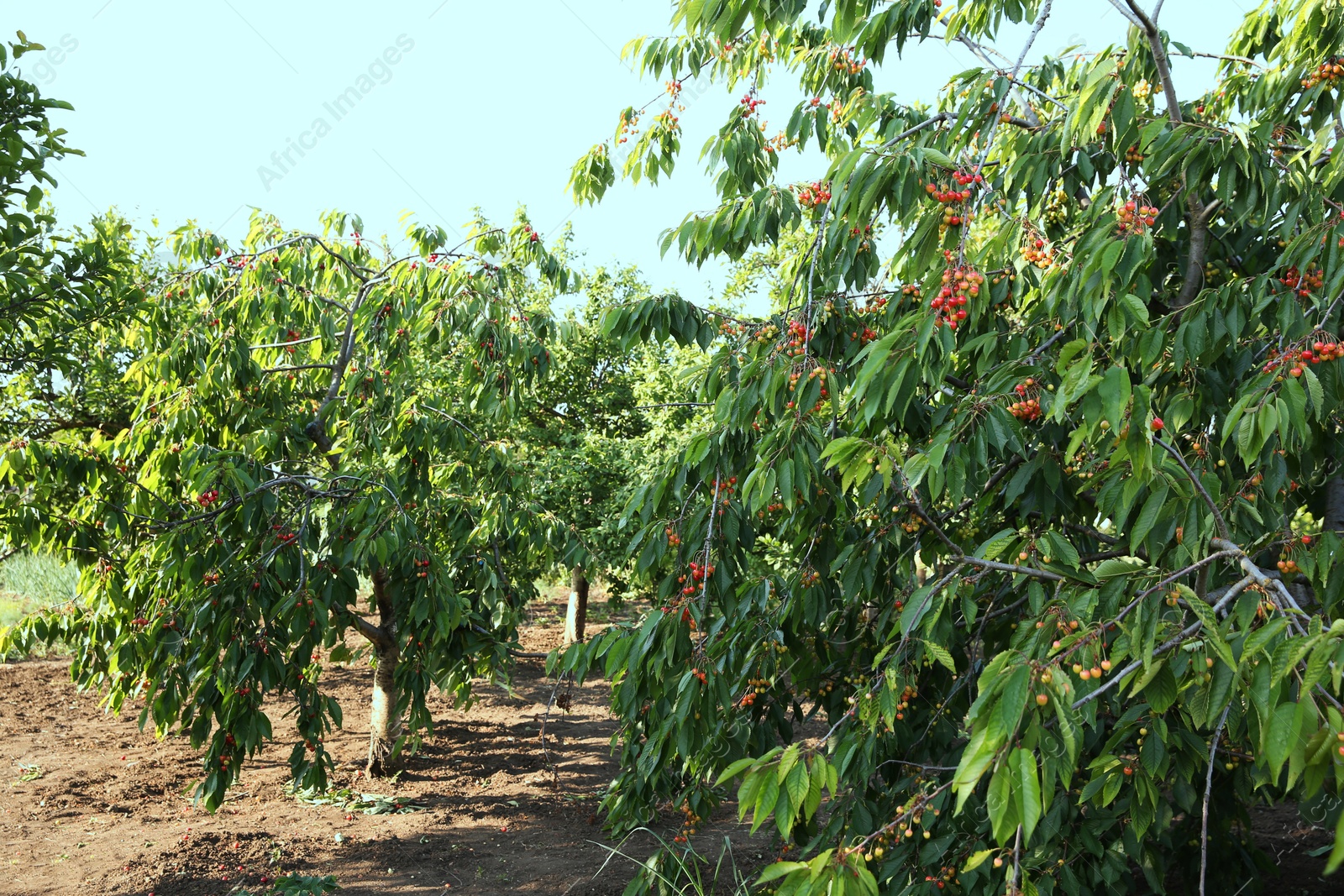 Photo of Cherry tree with green leaves and unripe berries growing outdoors