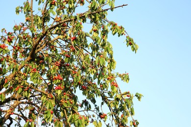 Photo of Cherry tree with green leaves and unripe berries growing outdoors