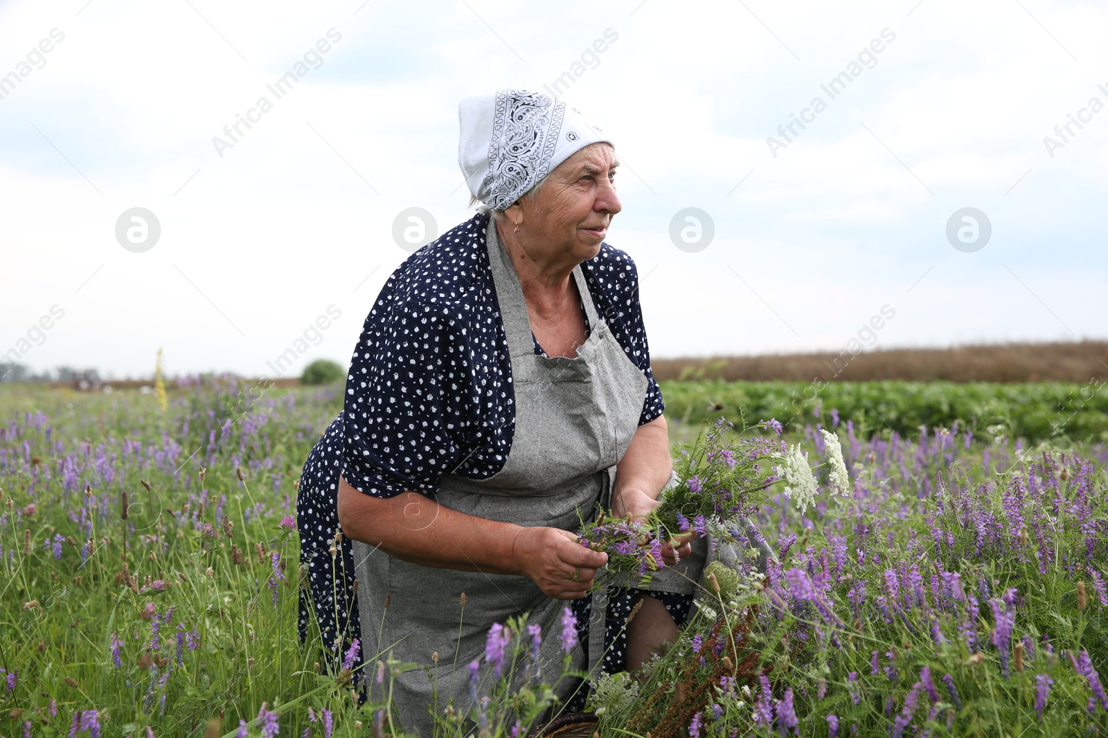 Photo of Senior woman picking wildflowers for tincture in meadow