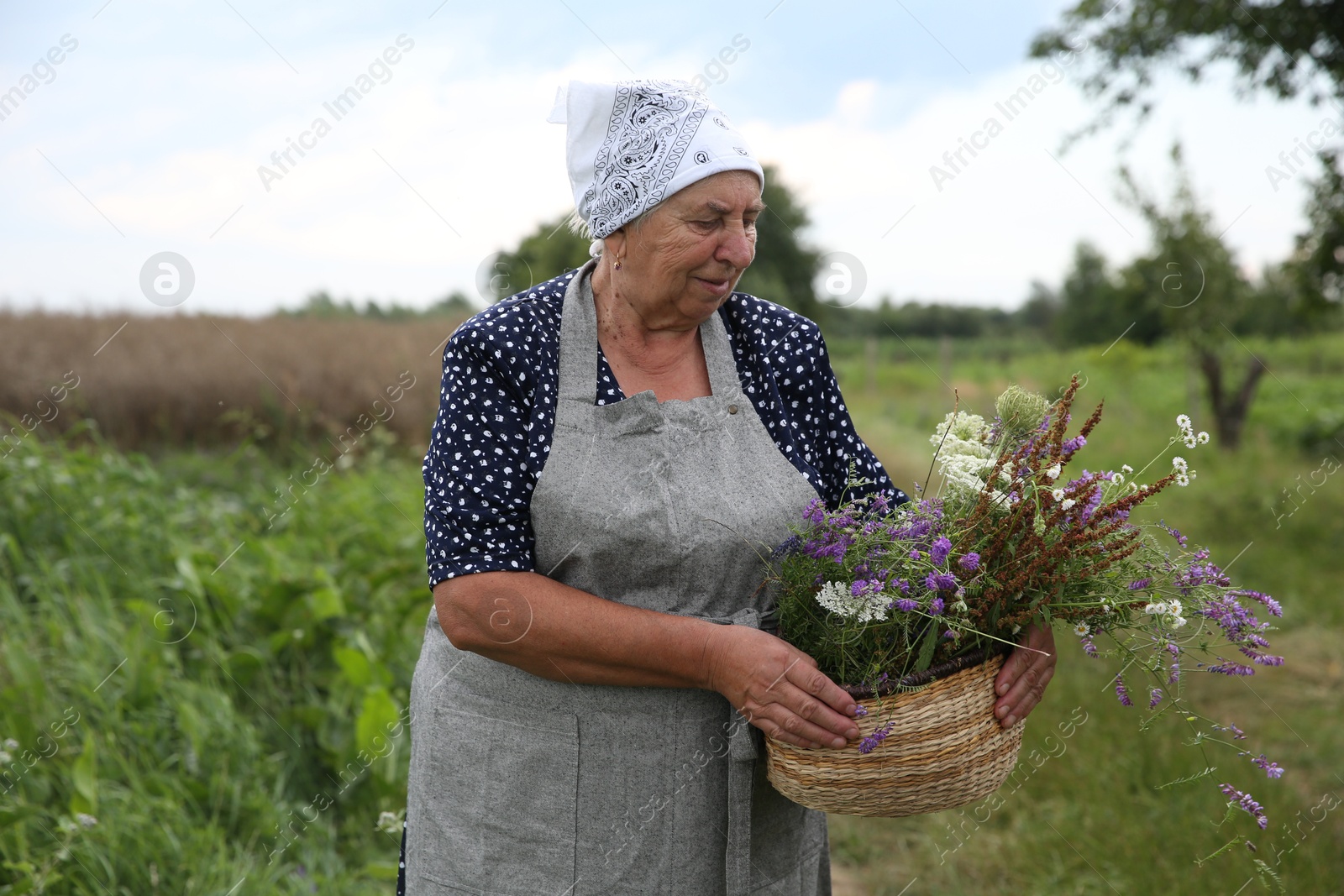 Photo of Senior woman with wildflowers for tincture outdoors