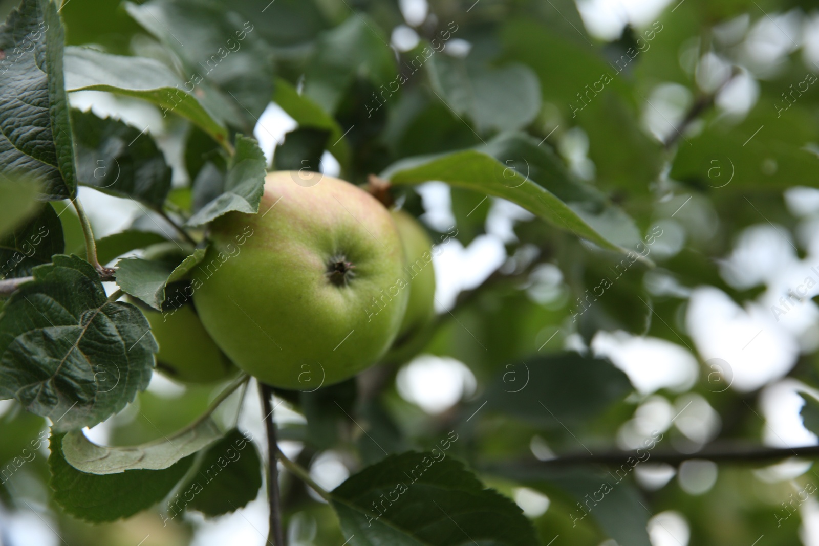 Photo of Fresh ripe apples on tree in garden