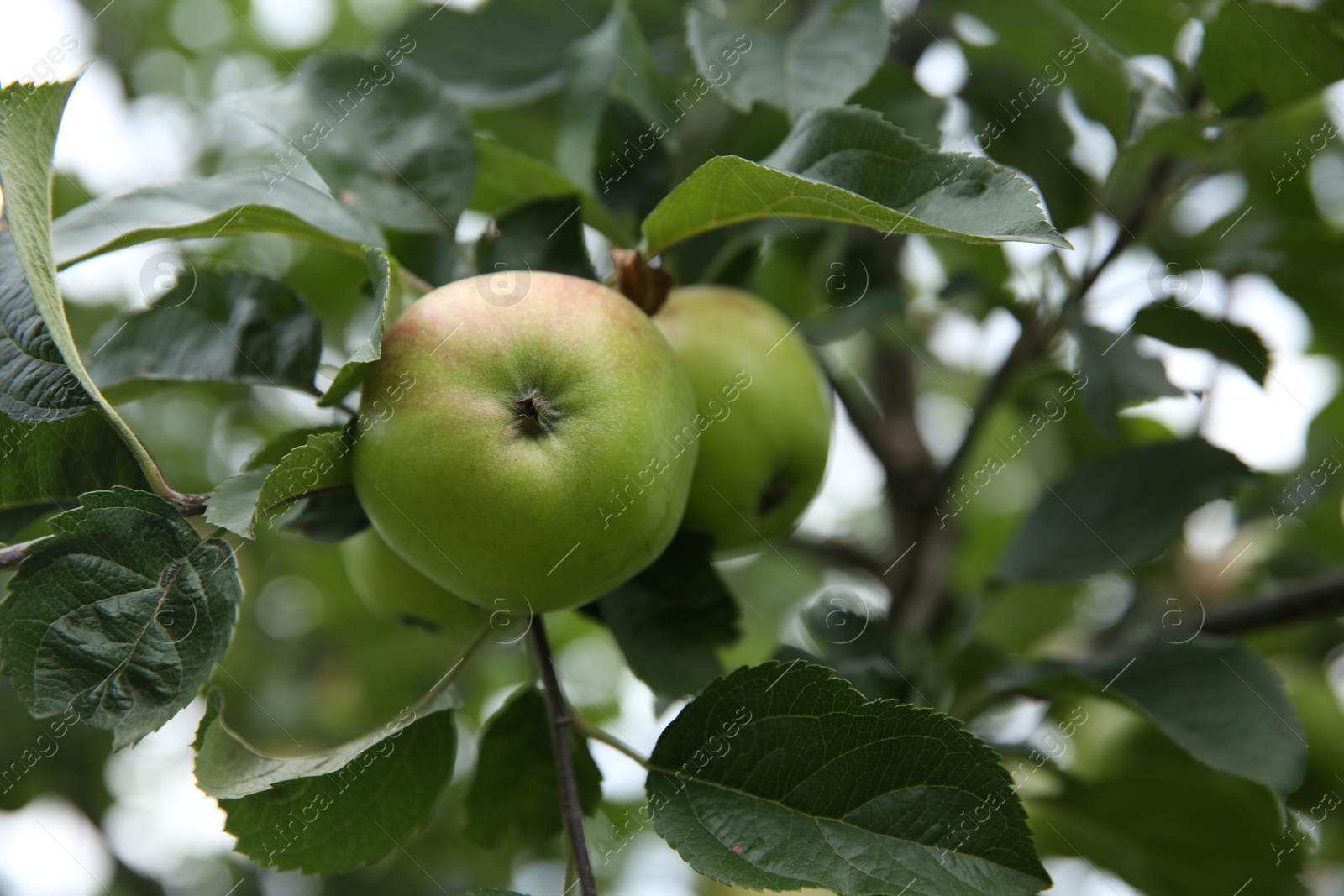 Photo of Fresh ripe apples on tree in garden